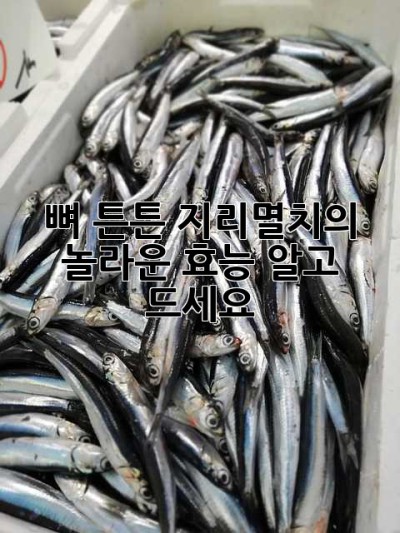 뼈 튼튼! 지리멸치의 놀라운 효능, 알고 드세요! ✨