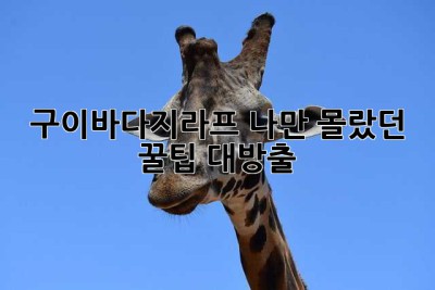 구이바다지라프? 나만 몰랐던 꿀팁 대방출!
