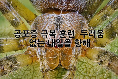 공포증 극복 훈련 🛡️ 두려움 없는 내일을 향해!