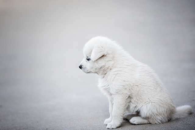강아지입양008.jpg