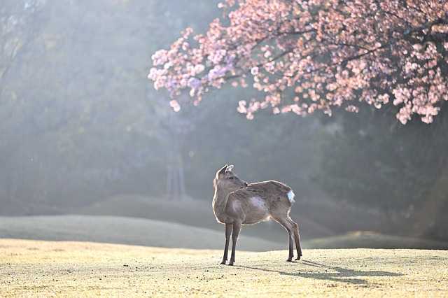 대발이는벚꽃005.jpg